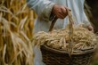 worker carrying basket of fresh barley for steeping