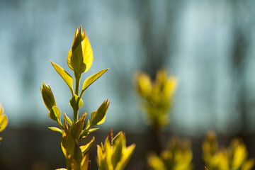 Sticker - Green sprout in the spring blurred background.Photo spring .
