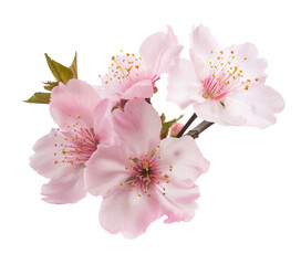 Wall Mural - Pink cherry blossom on white background, isolated Sakura tree branch