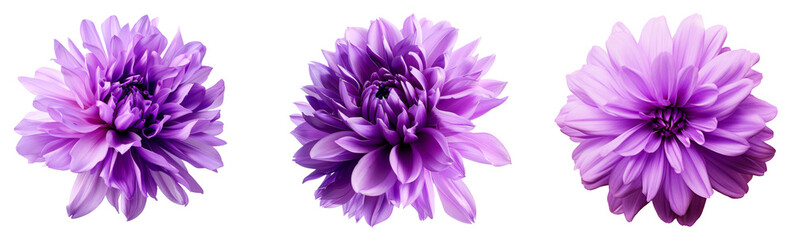 Wall Mural - Cornflower like Pink and Purple Flower Isolated on White Background