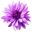 Cornflower like Pink and Purple Flower Isolated on White Background