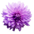 Cornflower like Pink and Purple Flower Isolated on White Background