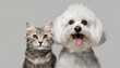 Happy panting maltese dog and cat looking at camera, Isolated on grey background
