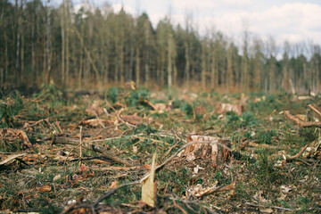 Canvas Print - Pine Tree Trunks. Impact on Biodiversity and Ecological Damage