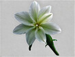 white lily flower transparent background image 