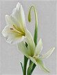 white calla lilies transparent background image 