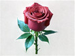 pink rose transparent background image 