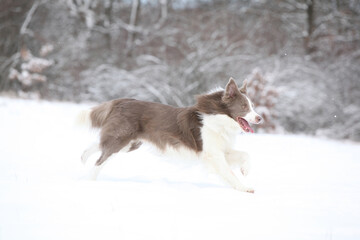 Wall Mural - Beautiful border collie in winter