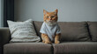 Funny cat in a gray T-shirt on the sofa.