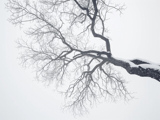 Branches of a tree