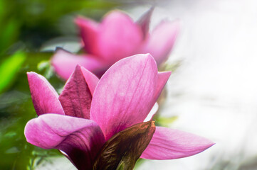 Wall Mural -  lovely magnolia blossom in springtime