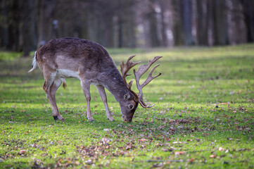 fallow deer with antlers eating from the grass