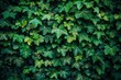 Dense ivy leaves flourishing on a dark backdrop, symbolizing the relentless force of nature