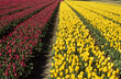 © JAG IMAGES - Culture des Tulipes, Pays Bas