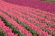 © JAG IMAGES - Culture des Tulipes, Pays Bas