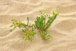 Euphorbia paralias, Euphorbe maritime