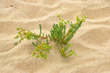 Fototapeta Sawanna - Euphorbia paralias, Euphorbe maritime