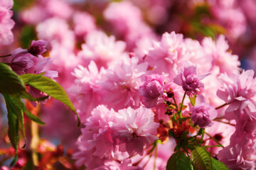 Wall Mural - pink cherry blossom in morning light. lush floral background. spring holiday season