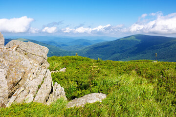 Wall Mural - stones and boulders on the grassy alpine hillside. mountainous carpathian landscape of ukraine in su