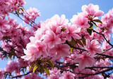 Fototapeta Łazienka - Beautiful pink cherry blossoms on blue sky background, close up