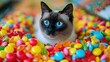 Siamese Cat surrounded by vibrant candies, showcasing the cat's striking blue eyes and sleek fur