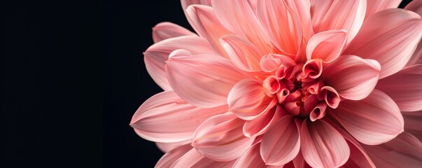 Wall Mural - Close-up of a pink dahlia flower against a dark background