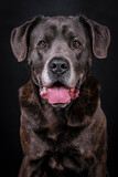 Fototapeta  - The portrait of Cane Corso Dog