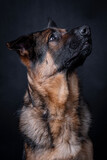 Fototapeta  - The portrait of German Shepherd Dog