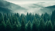 Misty forest under cloudy sky