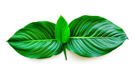 Wall Mural - Two green leaves on a white background