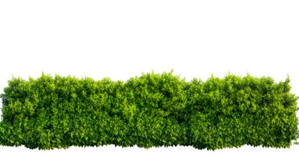 Green hedge close up on white background