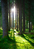 Fototapeta Las - 
sunlight beams between trees in the forest with a green moss ground
