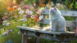 White cat sits pretty on old bench in colorful flower garden. Garden bench becomes a perfect spot for a fluffy white cat.