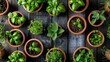 Assortment of potted fresh herbs on wooden background
