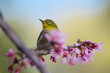 bird on a branch with sakura flowers in Japan