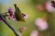 Bird on sakura trees in Japan