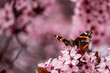 Japanische Zierkirsche in der Blühte mit Admiral Schmetterling
