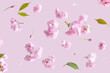 Cherry blossom pink flower with green leaves on a pink background. Summer and Spring aesthetic idea.
