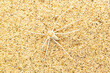 Desert crab spider, Thanatus sp, Desert National Park, Rajasthan