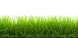 Green grass border isolated on white background. 
