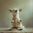 chihuahua Dog make Yoga at home 