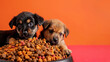 Two cute fluffy adorable puppies sitting on puppy food