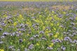 a beautiful field with purple and yellow wild flowers phacelia and rapeseed