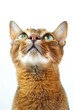 Closeup photo of an Abyssinian cat, dilated pupils, pink nose, looking up at the sky on a white background, with high key lighting, in a minimalistic 