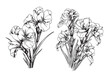 Vector floral illustration line flower black and white Gladiolus on a white background. Sword lily, gladiola, gladioli. One line drawing style.
