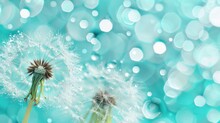 Nature Macro Of Dandelion Seeds In Droplets Of Water On A Blue And Turquoise Background