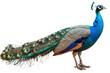 A Peacock Posed Alone in Regal Beauty On Transparent Background.