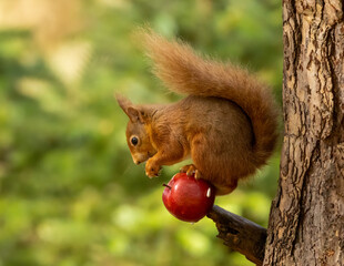 Wall Mural - Scottish red squirrel balanced on a red apple