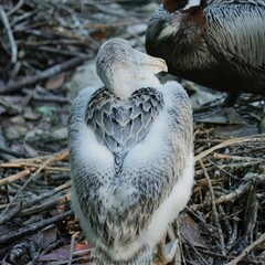 Wall Mural - Heart Shaped Feathers on this Darling Brown Pelican Chick at Homosassa Springs Wildlife State Park