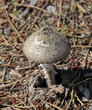 Un champignon dans le sous bois